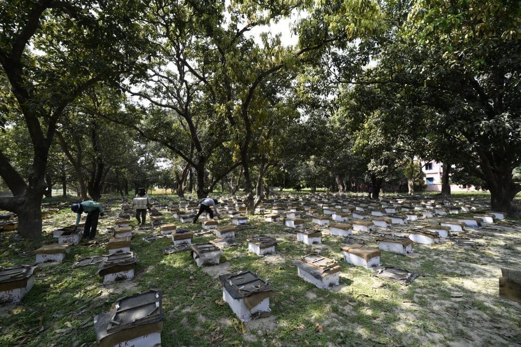 Bee Boxes at Indian Summer