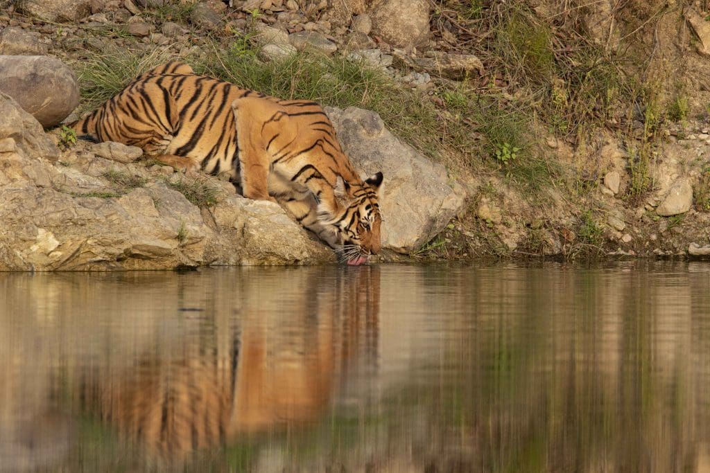 Tiger Reserves in India 