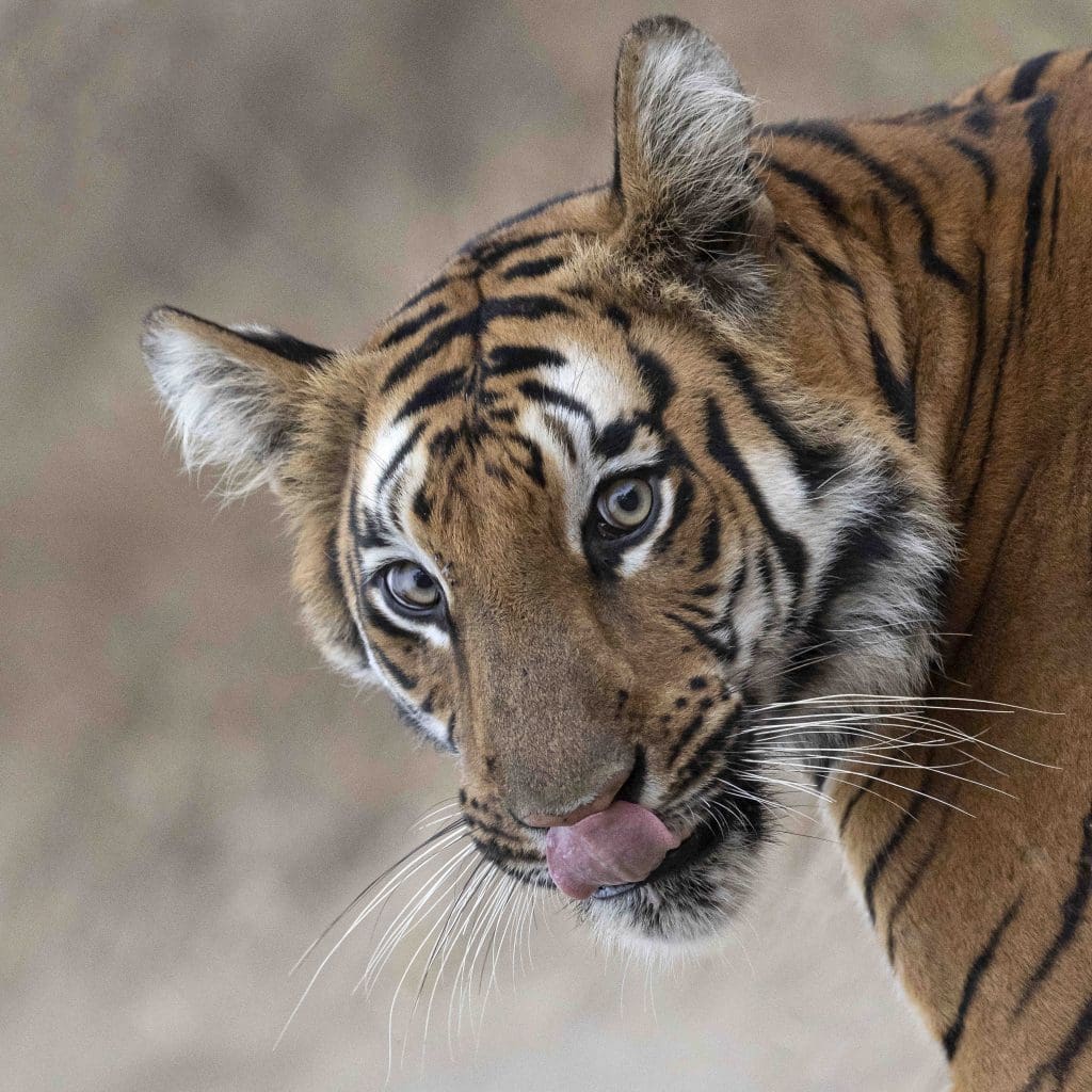 Tiger Reserves in India (pix courtesy Hemant Sawant)