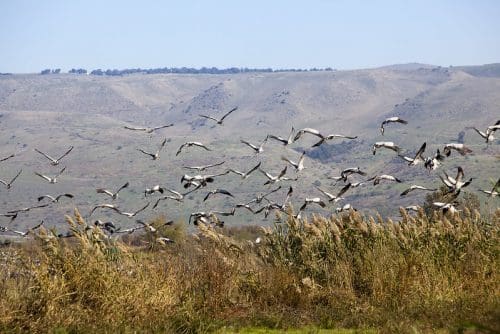 Israel borders open from March 1, 2022 - will now allow entry to all tourists 2 Hula Valley, Israel - Itamar Grinberg