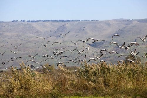 Hula Valley, Israel - Itamar Grinberg