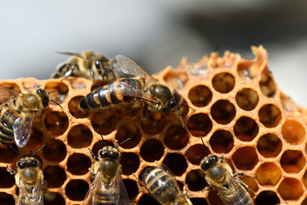 Honey  Beekeeping