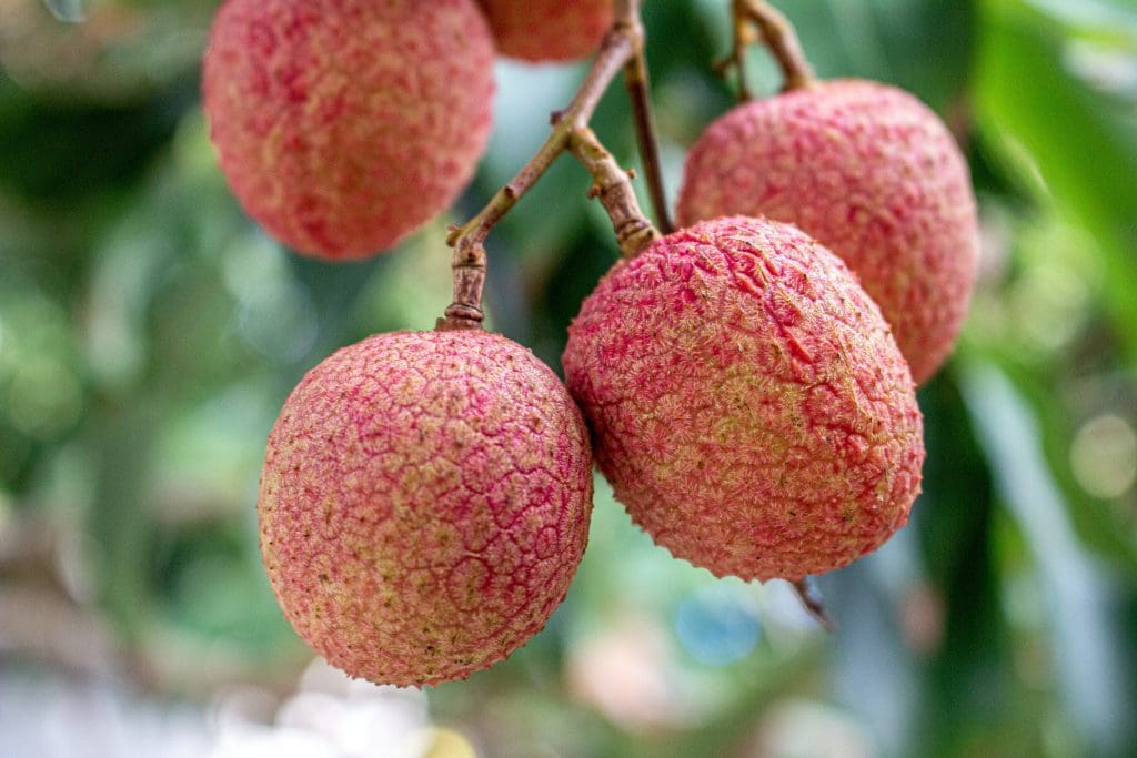 Lychee  fruit