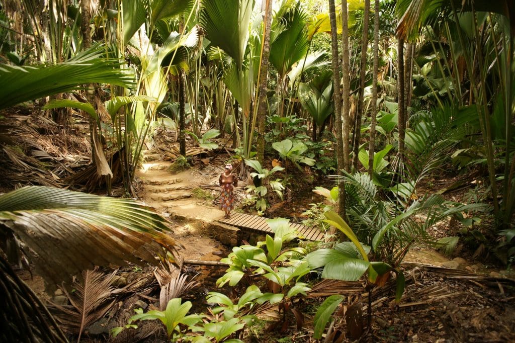 Seychelles for nature lovers
Vallée de Mai, Praslin, Seychelles - image courtesy Seychelles Tourism Board