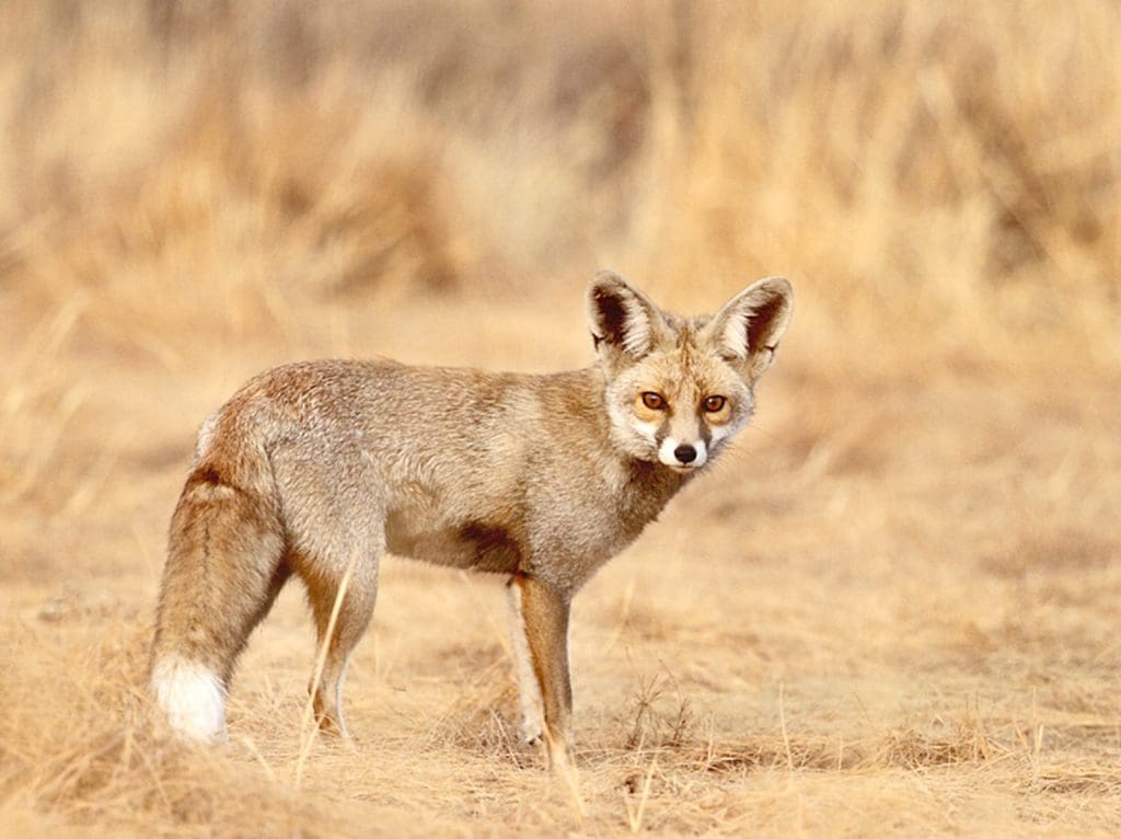 Go wild in 5 incredible wildlife sanctuaries of Rajasthan - Today's Traveller - Travel & Tourism News, Hotel & Holidays Go wild in 5 incredible wildlife sanctuaries of Rajasthan - Today's Traveller - Travel & Tourism News, Hotel & Holidays