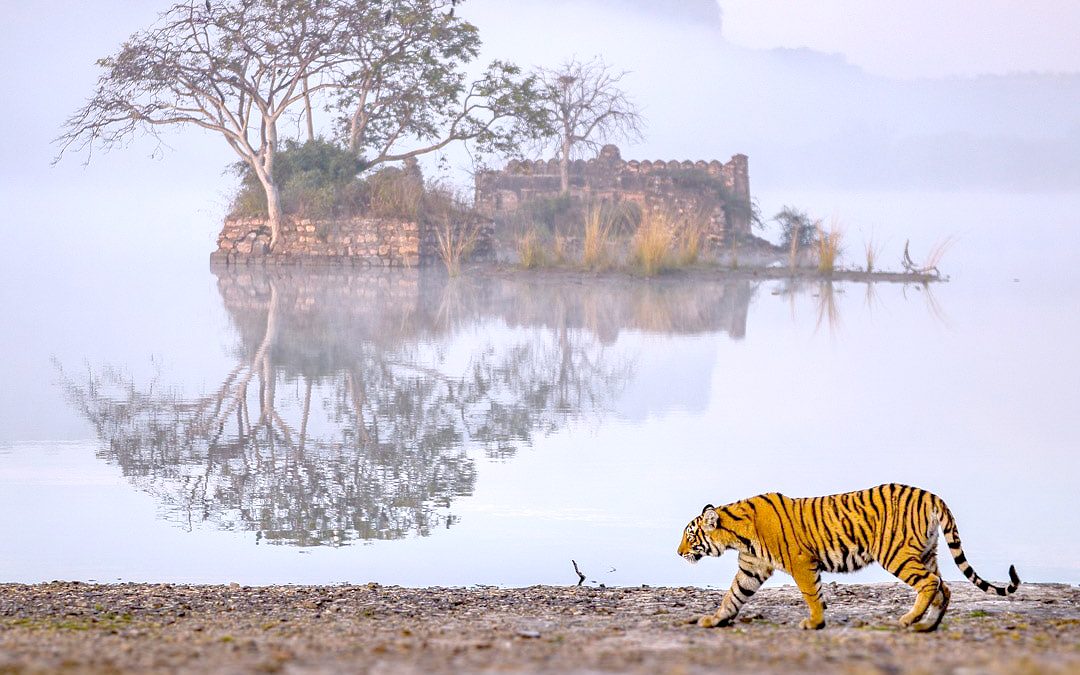 82781123 2813126152067483 1535740104432156672 n Edit edited Go wild in 5 incredible wildlife sanctuaries of Rajasthan