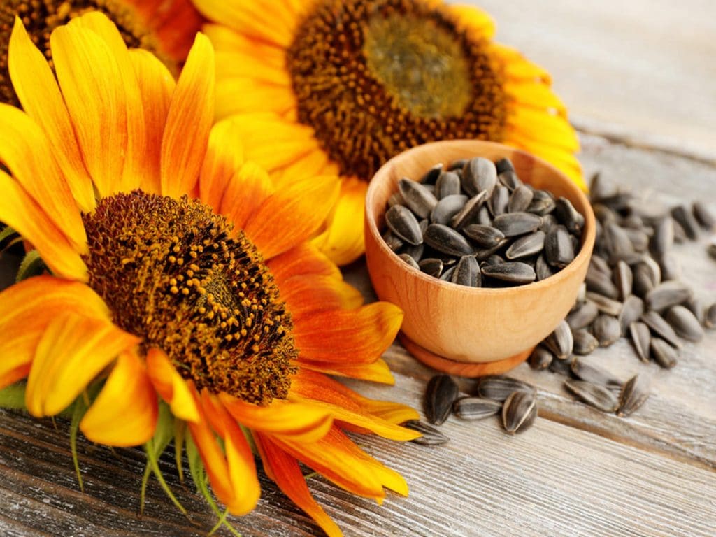 Sun flower seeds - Food Trends for 2022 