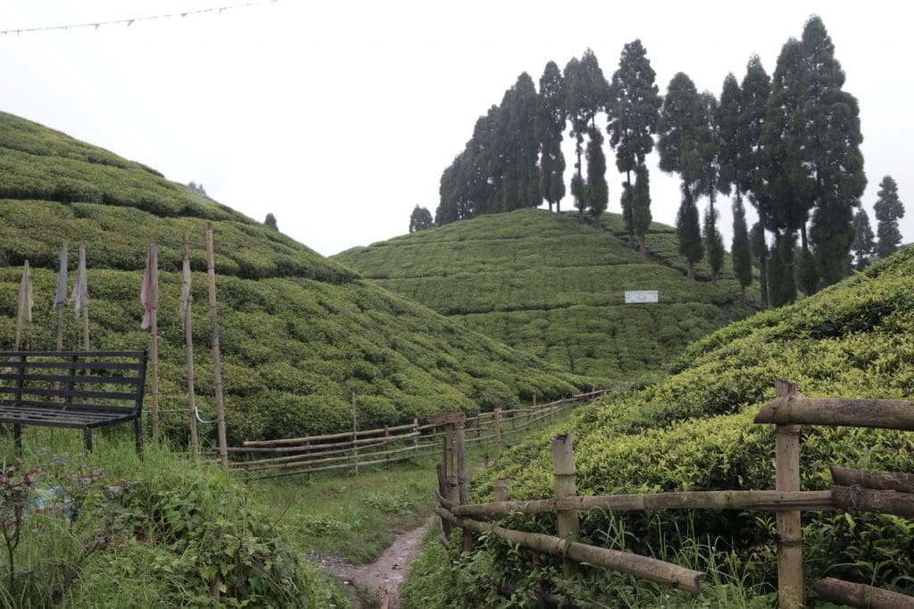 Green and lush tea estates in Darjeeling