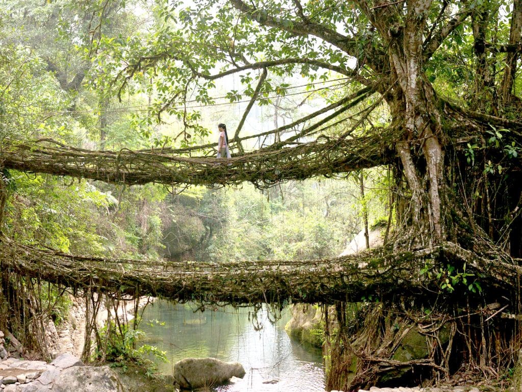 Root bridges of Cherrapunji - incredible experiences for your India trip