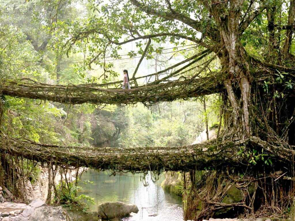 Bucket list of 10 incredible experiences for your India trip 7 Root bridges of Cherrapunji - incredible experiences for your India trip