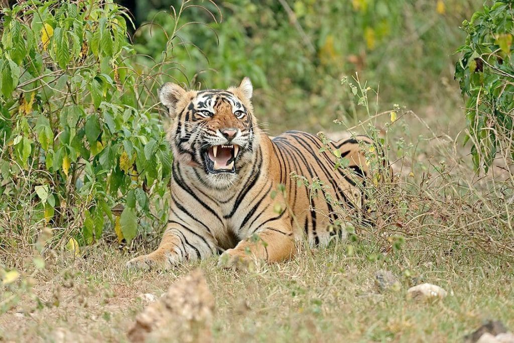 Go wild in 5 incredible wildlife sanctuaries of Rajasthan 4 Wildlife sanctuaries of Rajasthan
