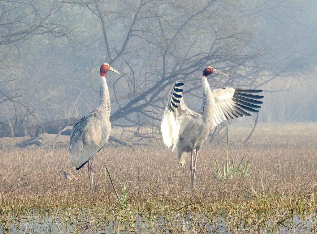 Wildlife sanctuaries of Rajasthan 