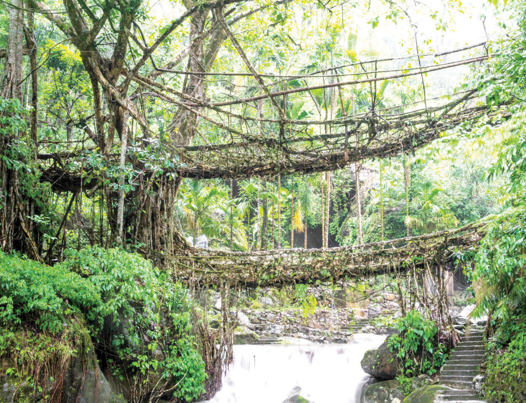 Double-decker living root bridge in Nongriat 
Meghalaya - hidden gem of Northeast India