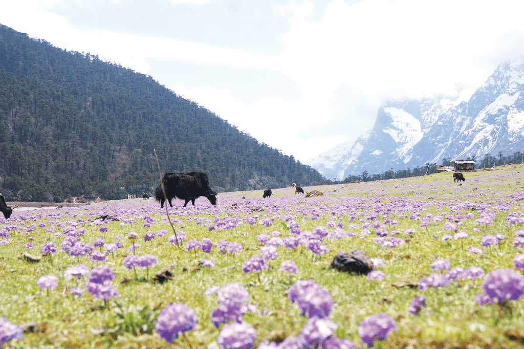  Yumthang Valley  - places to visit in scenic Sikkim