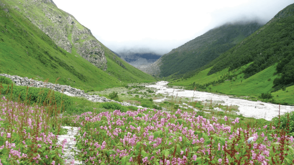 Valleys in India - The pristine Valley of Flowers National Park in India 