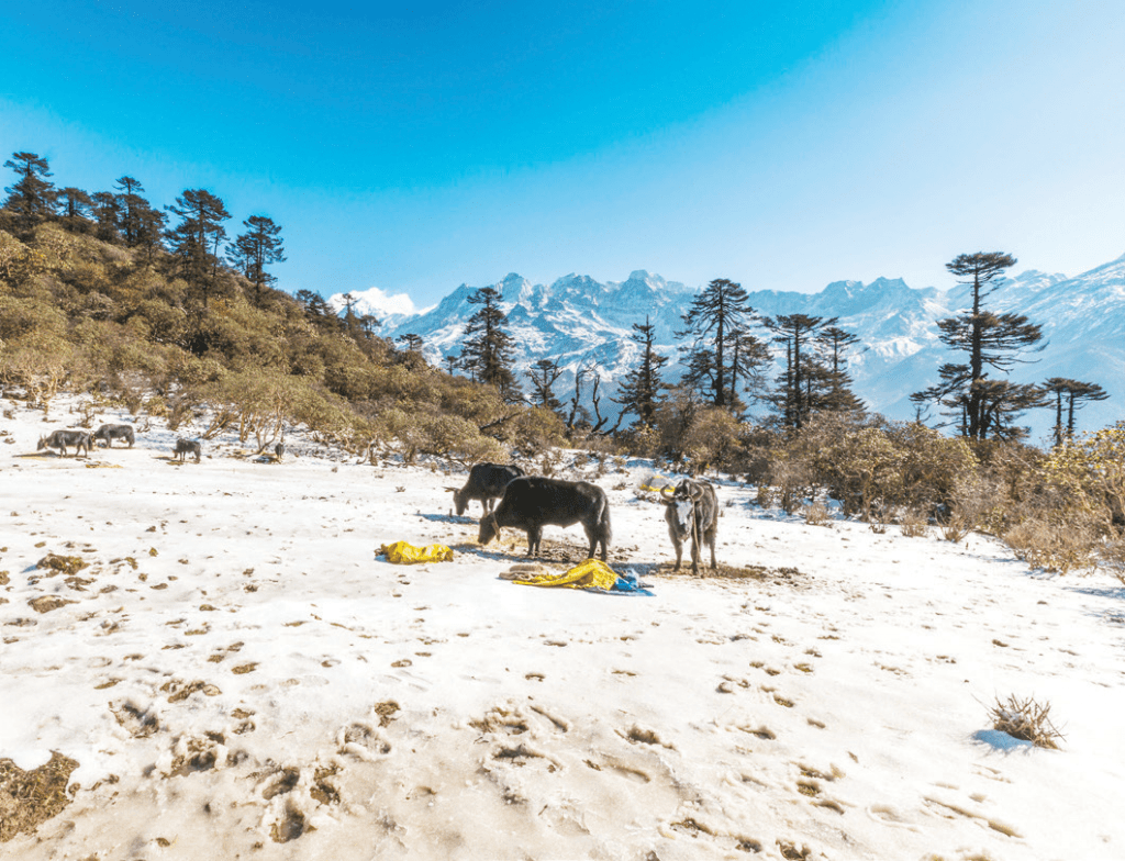  Khangchendzonga National Park - places to visit in scenic Sikkim