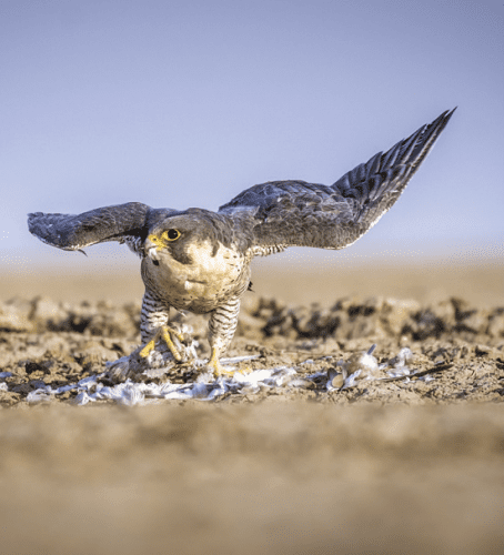 Gujarat- Gaga Wild Sanctuary 