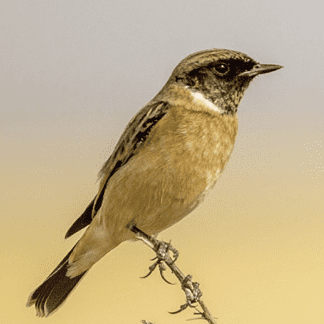   Gujarat - The Nalsarovar Bird Sanctuary 