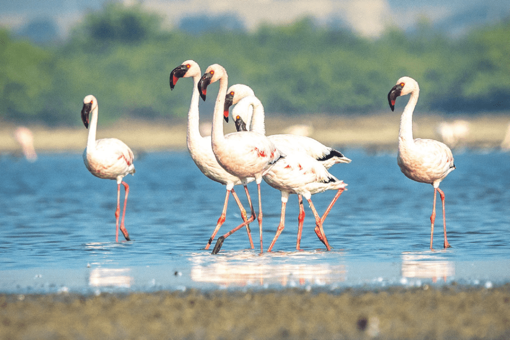 Gujarat - Marine National Park 