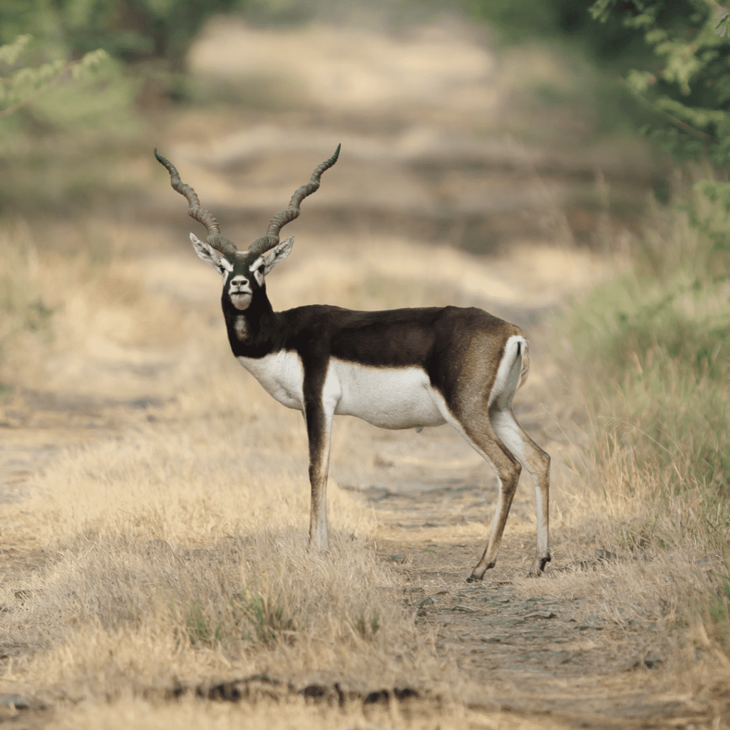 Gujarat - The Velavadar Blackbuck National Park 