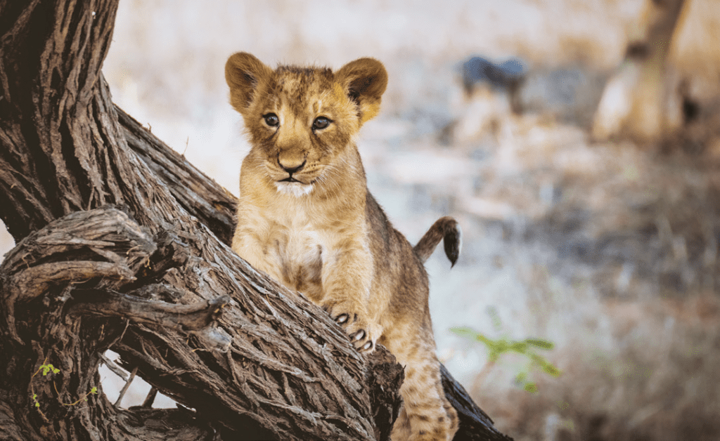   Gujarat - The Jambughoda Wildlife Sanctuary 