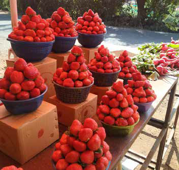 Mapro Strawberry Festival Celebrate 10 great Indian festivals in April