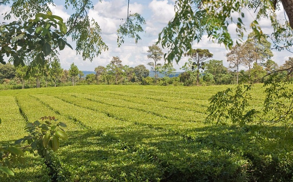 Destinations to celebrate your cup of Tea - Tea plantations  Misiones, Argentina