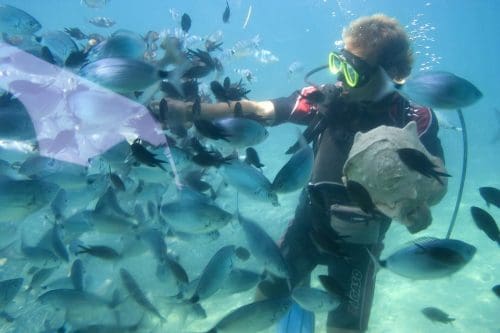Fall in love again at 10 of the world's most romantic beach destinations 6 Diving Blue Dive Deep Diver Animals Feeding Aqua 15594 Fall in love again at 10 of the world's most romantic beach destinations