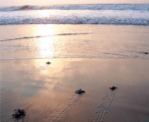 Chill at 10 of India's most beautiful and uncrowded beaches 1 Beautiful and uncrowded beaches - GAHIRMATHA-BEACH,-ODISHA