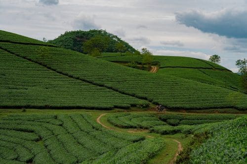Destinations to celebrate your cup of Tea 