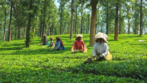 Destinations to celebrate your cup of Tea - Priyadarshini Tea Environs in Wayanad district ( pix courtesy: Kerala Tourism)