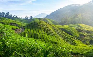   Destinations to celebrate your cup of Tea - rolling hills of Tea plants in Malaysia