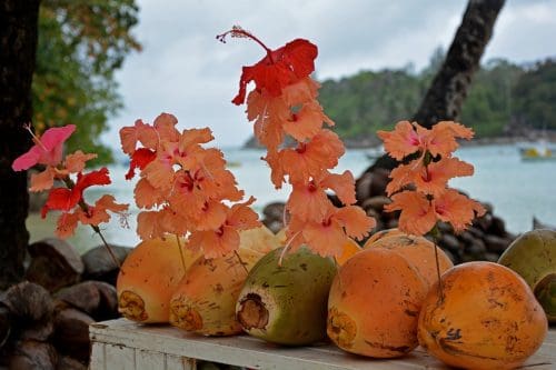 Tropics Paradise Coconuts Beach Tropical Coconut 3836475 Fall in love again at 10 of the world's most romantic beach destinations