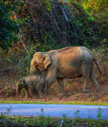  Rainy and Romantic - Two-some Monsoon destinations  -  Wayanad