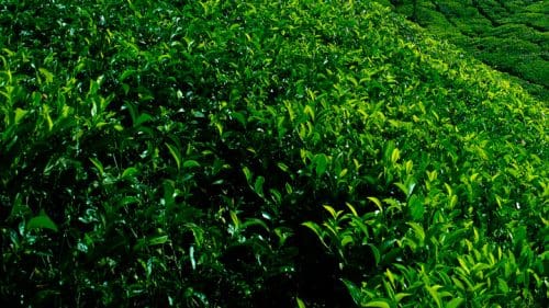   Destinations to celebrate your cup of Tea - Kollukkumallay- the highest tea garden in India ( pix courtesy: Kerala Tourism) 