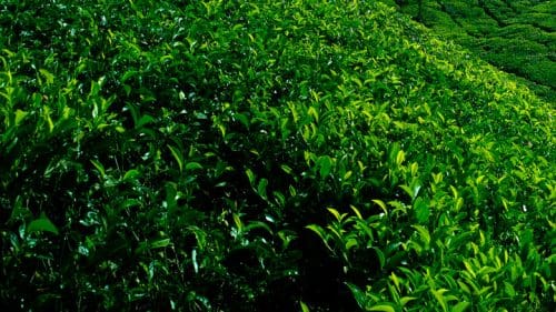  Destinations to celebrate your cup of Tea - Kollukkumallay- the highest tea garden in India  ( pix courtesy: Kerala Tourism) 