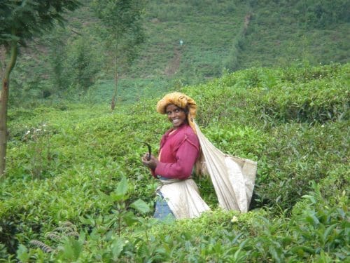  Destinations to celebrate your cup of Tea - Nilgiris Tea Plantation, Tamil Nadu 
