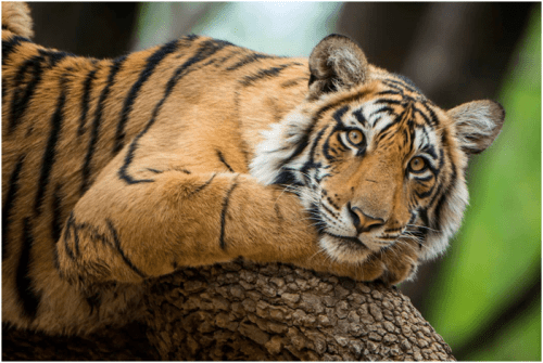 Reservas de tigres en India