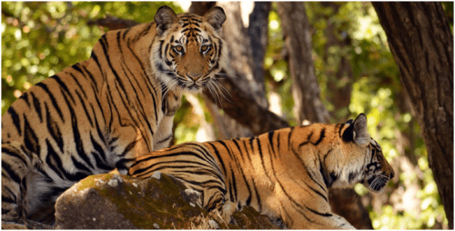 Tiger Reserves in India