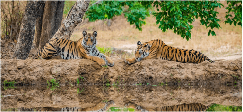 Tiger Reserves in India