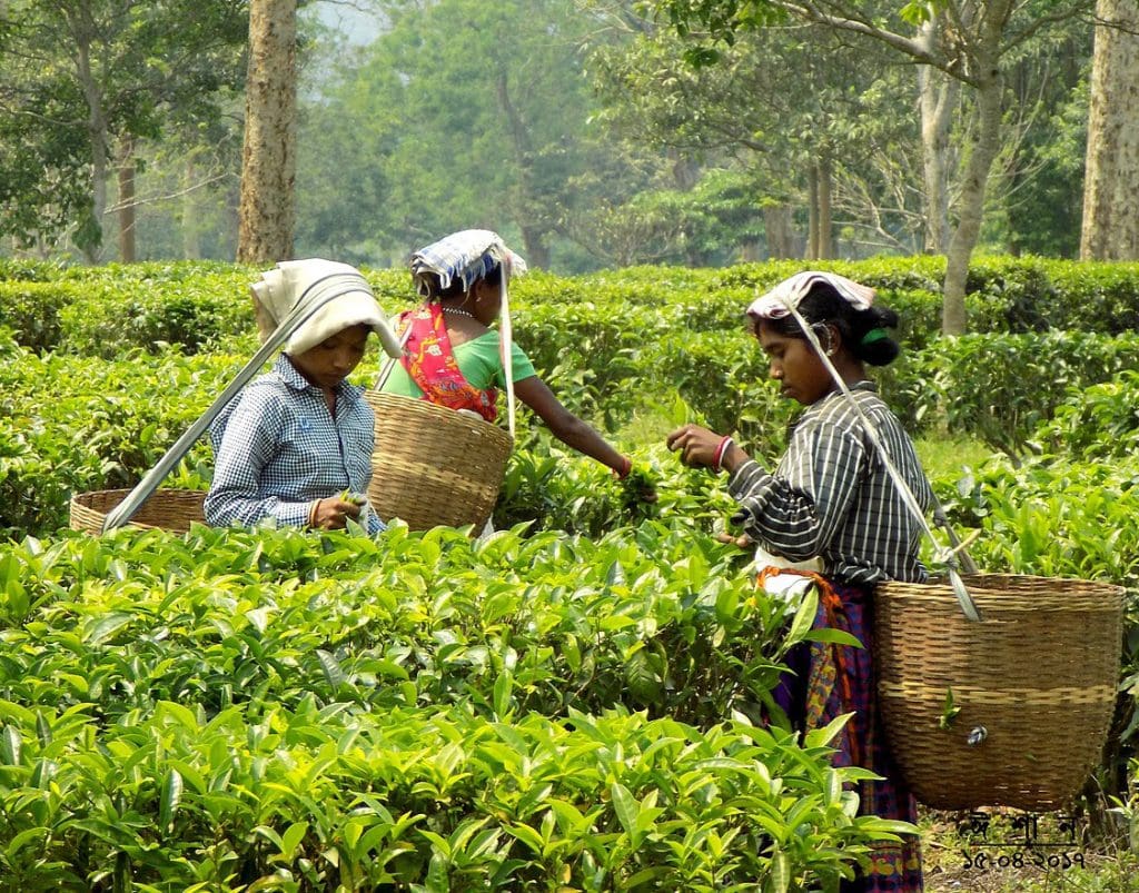 Biodiversity hotspot Assam  - Dibrugarh's Lush Green Tea Gardens 