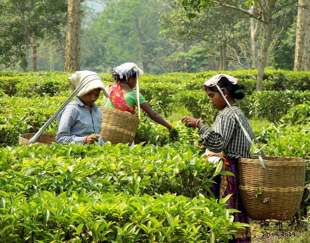 10 great experiences in biodiversity hotspot Assam 3 Biodiversity hotspot Assam - Dibrugarh's Lush Green Tea Gardens