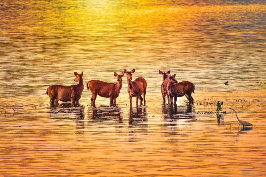  Biodiversity hotspot Assam  -  Kaziranga National Park