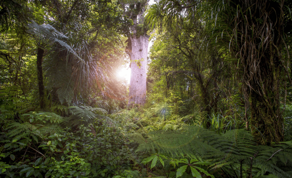 New Zealand's wonderful Maori culture
 Tane Mahuta New Zealand