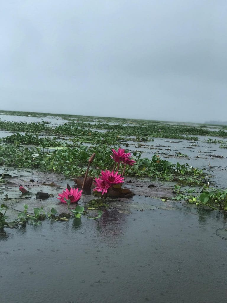 Kerala curated - Water Lilies bring the Vembanad Lake to life  