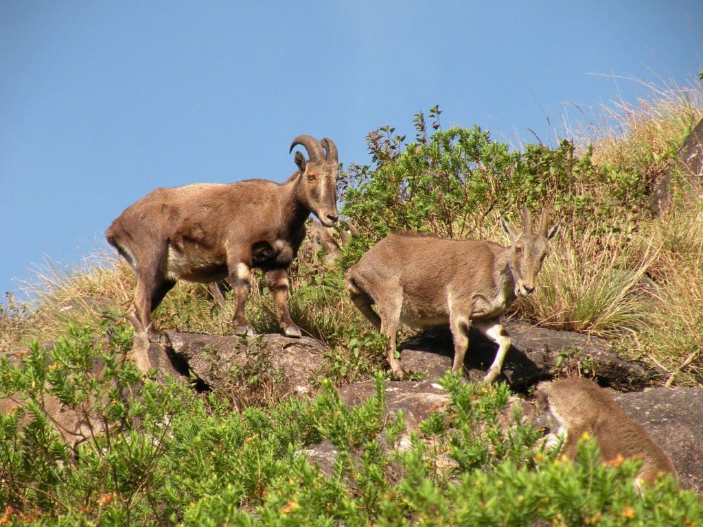 Rare animals in India - A courting male in Eravikulam NP AJTJohnsingh