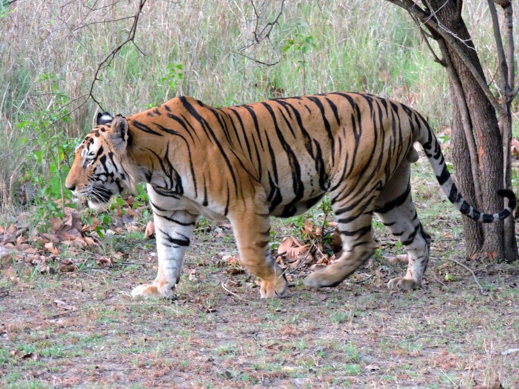 Animales raros en India Tigre real de Bengala macho adulto