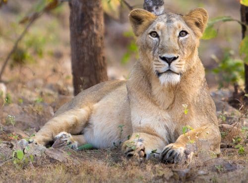 Rare animals in India - Asiatic Lioness in Gir Forest
