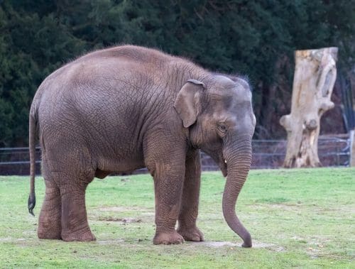 Rare animals in India -  Indian Male Elephant