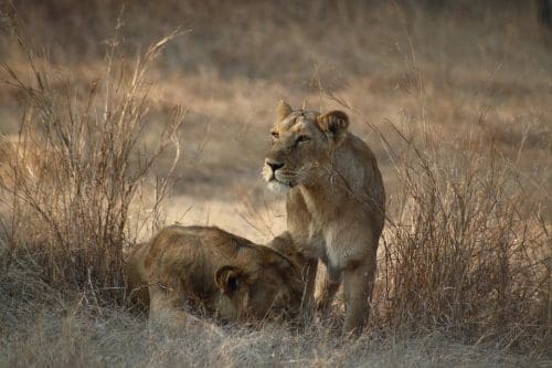 Animales raros en India - India León asiático en Gir
